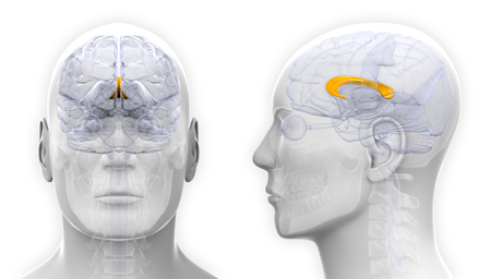 Corpus callosum