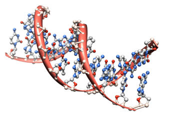 dna molecules