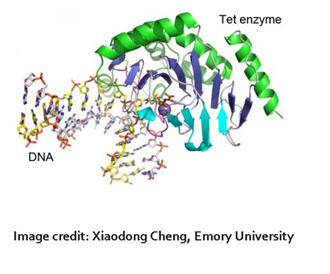 tet enzyme with dna