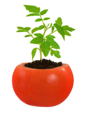 urban gardening