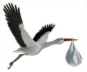 stork realities